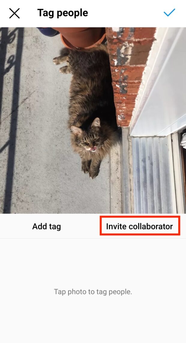 邀请合作者参与猫的照片